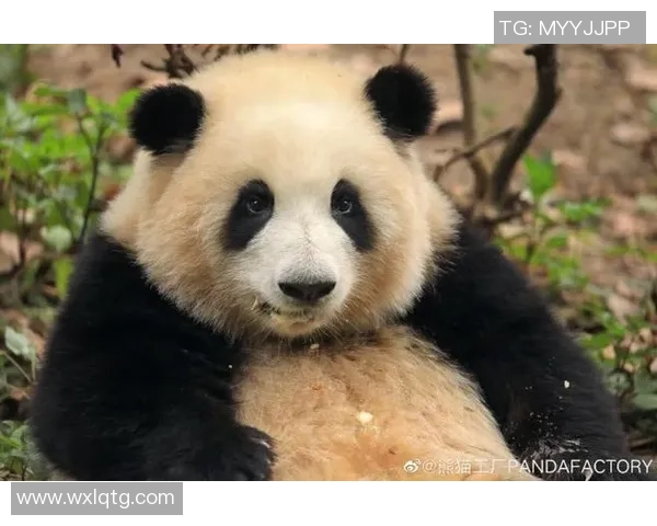 熊猫工厂足球:探索中国足球的崛起与未来发展之路